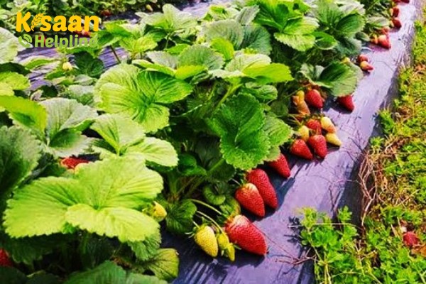 स्ट्राबेरी में लगने वाले प्रमुख रोगों को कैसे करें प्रबंधित ?